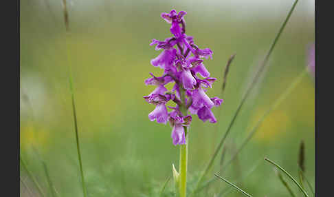 Kleines Knabenkraut (Orchis morio)