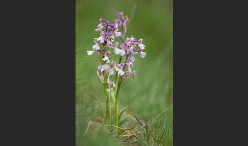 Kleines Knabenkraut (Orchis morio)