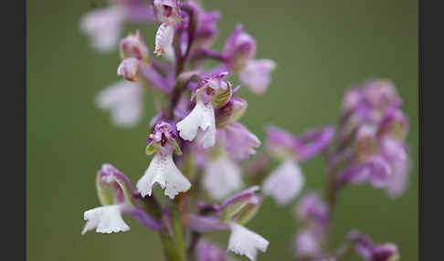 Kleines Knabenkraut (Orchis morio)