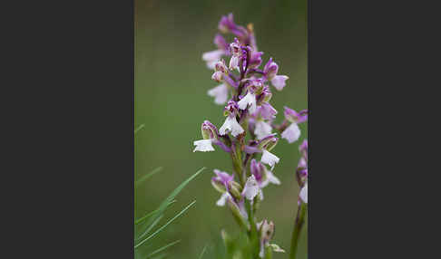 Kleines Knabenkraut (Orchis morio)