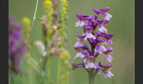 Kleines Knabenkraut (Orchis morio)