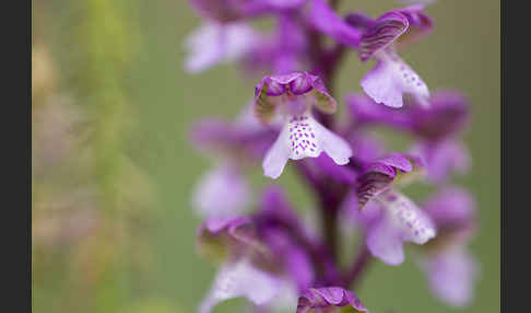 Kleines Knabenkraut (Orchis morio)