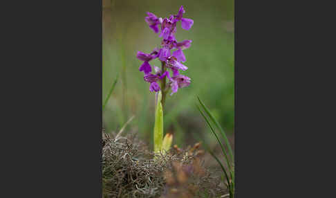 Kleines Knabenkraut (Orchis morio)