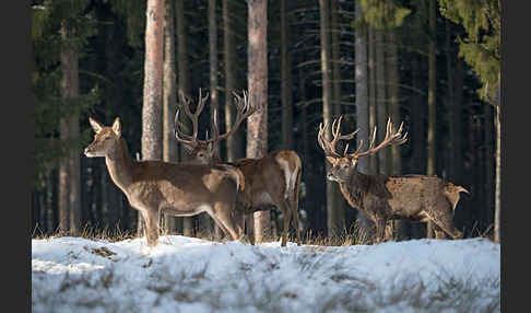 Rotwild (Cervus elaphus)