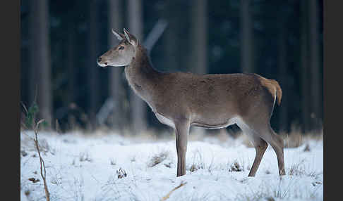 Rotwild (Cervus elaphus)