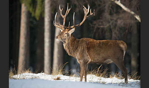 Rotwild (Cervus elaphus)