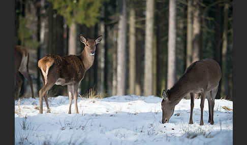 Rotwild (Cervus elaphus)