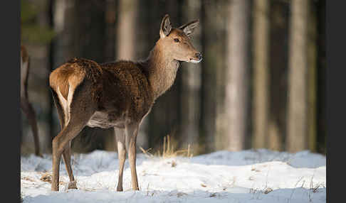 Rotwild (Cervus elaphus)