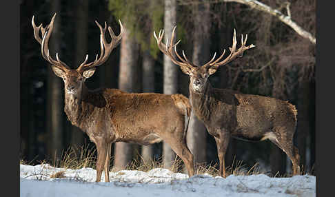 Rotwild (Cervus elaphus)