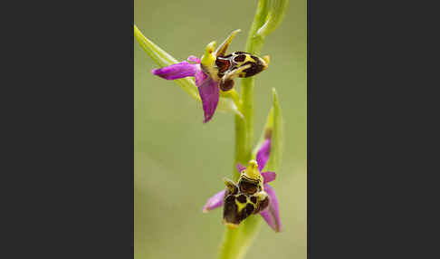 Ragwurz (Ophrys)