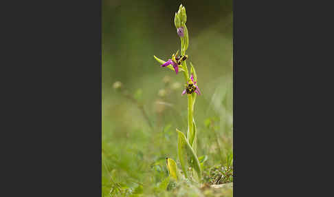 Ragwurz (Ophrys)