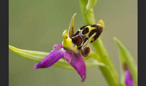 Ragwurz (Ophrys)