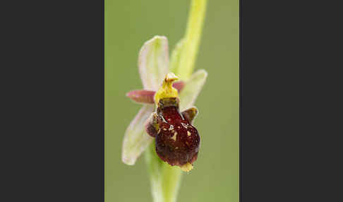 Hummel-Ragwurz x Spinnen-Ragwurz (Ophrys holoserica x Ophrys sphegodes)