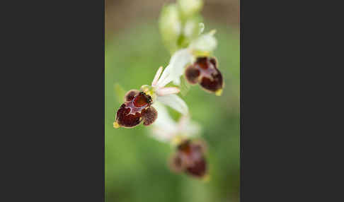 Hummel-Ragwurz x Spinnen-Ragwurz x Fliegen-Ragwurz (Ophrys holoserica x Ophrys sphegodes x Ophrys insectifera)