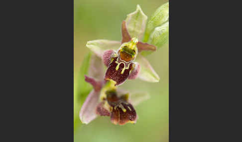 Hummel-Ragwurz x Spinnen-Ragwurz x Fliegen-Ragwurz (Ophrys holoserica x Ophrys sphegodes x Ophrys insectifera)