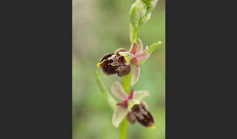 Hummel-Ragwurz x Spinnen-Ragwurz x Fliegen-Ragwurz (Ophrys holoserica x Ophrys sphegodes x Ophrys insectifera)