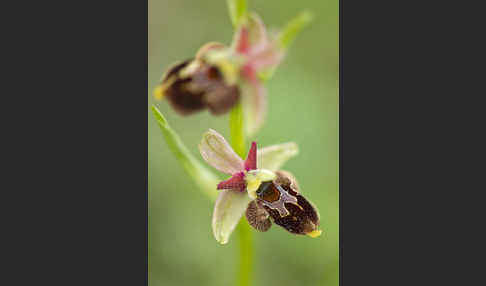 Hummel-Ragwurz x Spinnen-Ragwurz x Fliegen-Ragwurz (Ophrys holoserica x Ophrys sphegodes x Ophrys insectifera)