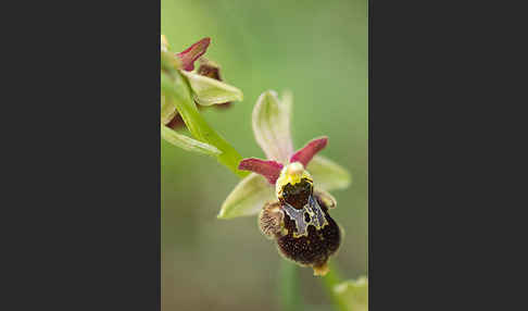 Hummel-Ragwurz x Spinnen-Ragwurz x Fliegen-Ragwurz (Ophrys holoserica x Ophrys sphegodes x Ophrys insectifera)