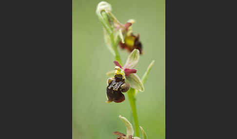 Hummel-Ragwurz x Spinnen-Ragwurz x Fliegen-Ragwurz (Ophrys holoserica x Ophrys sphegodes x Ophrys insectifera)