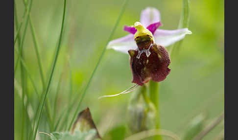 Hummel-Ragwurz x Spinnen-Ragwurz (Ophrys holoserica x Ophrys sphegodes)