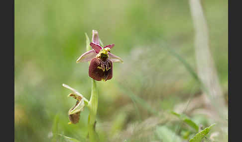 Hummel-Ragwurz x Spinnen-Ragwurz (Ophrys holoserica x Ophrys sphegodes)