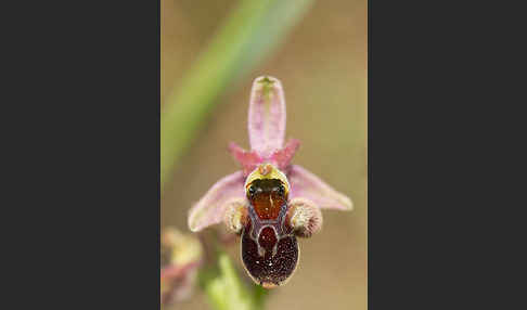 Hummel-Ragwurz x Spinnen-Ragwurz x Fliegen-Ragwurz (Ophrys holoserica x Ophrys sphegodes x Ophrys insectifera)