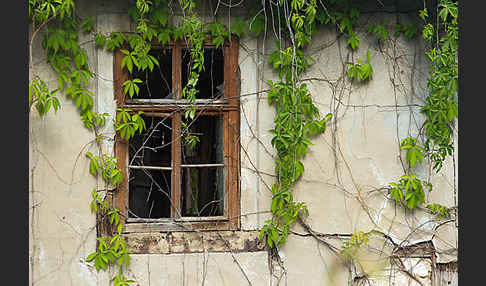 Wilder Wein (Parthenocissus spec.)