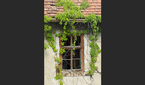 Wilder Wein (Parthenocissus spec.)