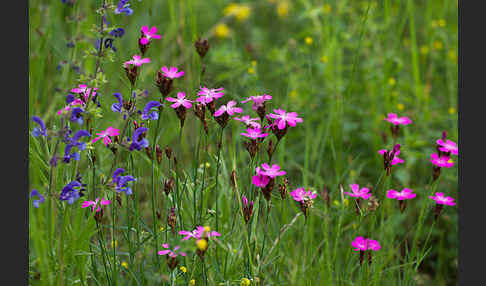 Karthäuser-Nelke (Dianthus carthusianorum)