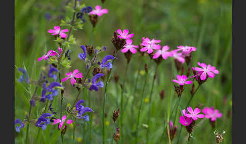 Karthäuser-Nelke (Dianthus carthusianorum)