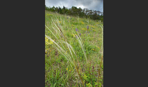 Grauscheidiges Federgras (Stipa pennata)