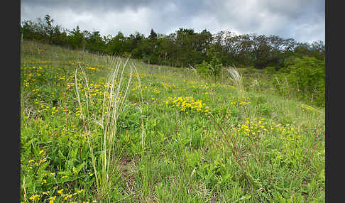 Grauscheidiges Federgras (Stipa pennata)