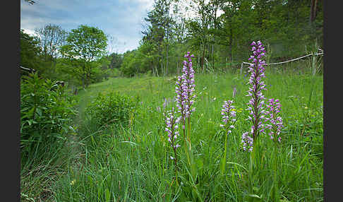 Helm-Knabenkraut (Orchis militaris)