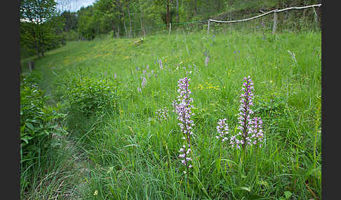 Helm-Knabenkraut (Orchis militaris)