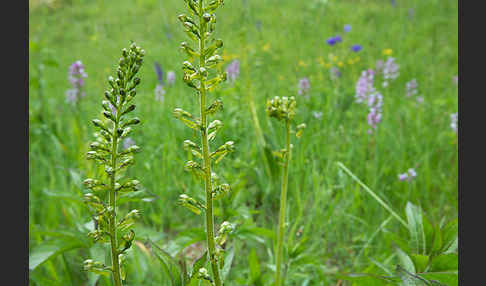 Großes Zweiblatt (Listera ovata)