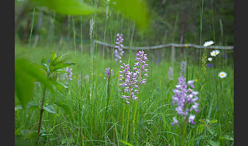 Helm-Knabenkraut (Orchis militaris)