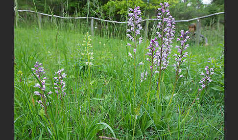 Helm-Knabenkraut (Orchis militaris)