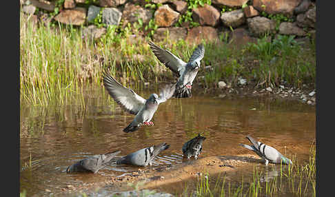 Haustaube (Columba livia domestica)