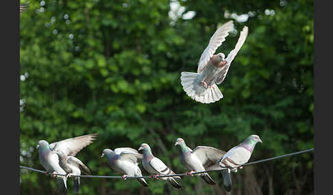 Haustaube (Columba livia domestica)