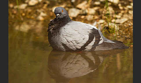 Haustaube (Columba livia domestica)