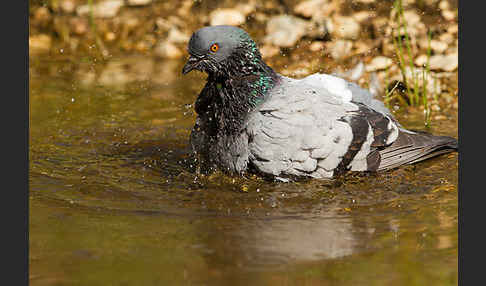 Haustaube (Columba livia domestica)