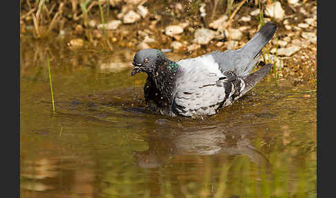 Haustaube (Columba livia domestica)