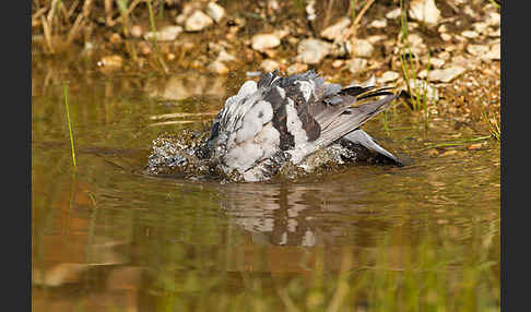 Haustaube (Columba livia domestica)