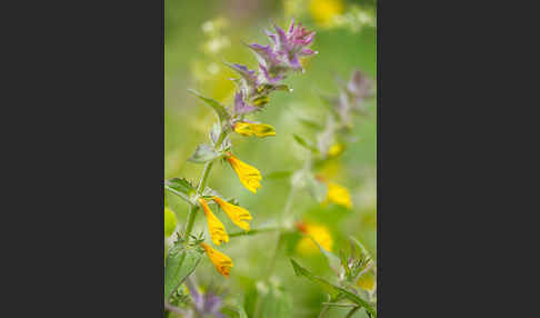 Hain-Wachtelweizen (Melampyrum nemorosum)