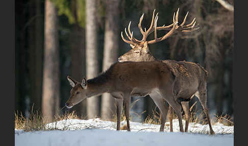 Rotwild (Cervus elaphus)