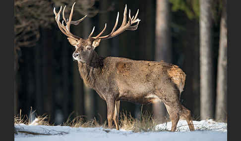 Rotwild (Cervus elaphus)