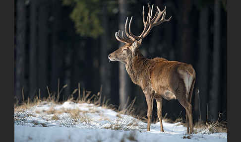 Rotwild (Cervus elaphus)