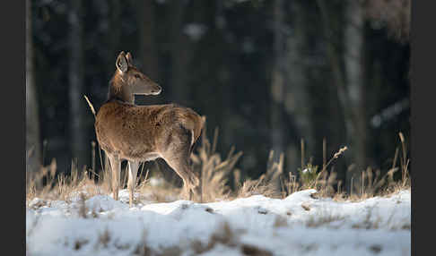 Rotwild (Cervus elaphus)