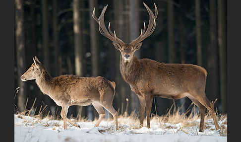 Rotwild (Cervus elaphus)