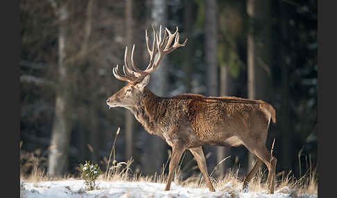 Rotwild (Cervus elaphus)